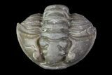 Removable Wide, Enrolled Flexicalymene Trilobite In Shale - Ohio #67982-3